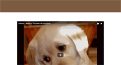 Desktop Screenshot of farberspointinglabs.com
